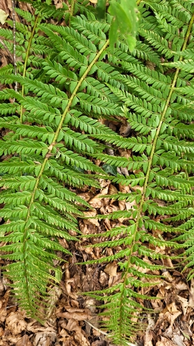 hard shield fern