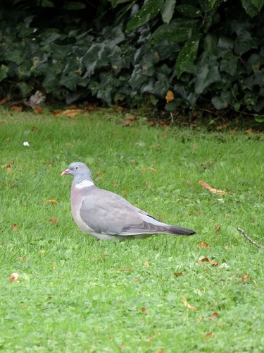 Common Wood-Pigeon