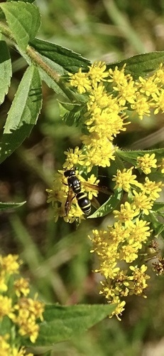 Bramble Mason Wasp