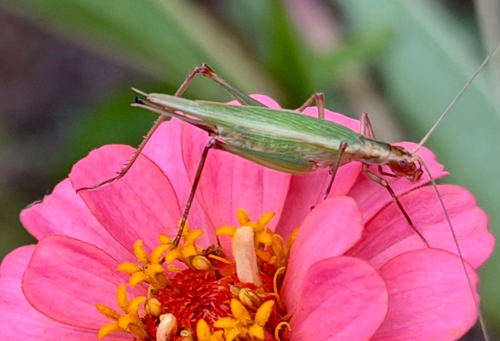 Pine Tree Cricket