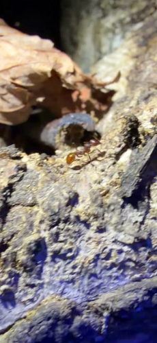 Tennessee Collared Ant