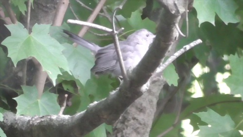 Gray Catbird