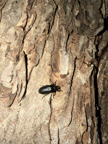 Cedar Beetle