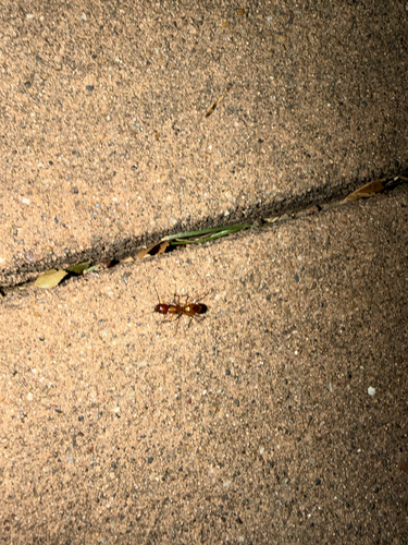 Chestnut Carpenter Ant