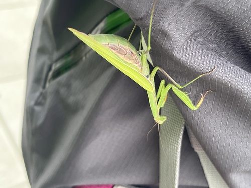 European Mantis