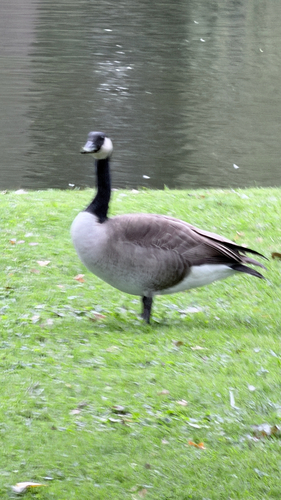 Canada Goose