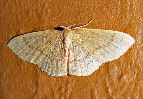 Common Tan Wave