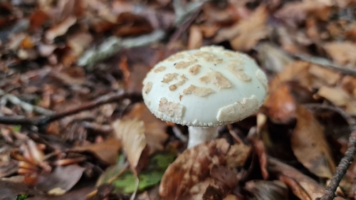 False Death-cap
