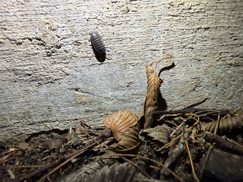 Common Pill Woodlouse