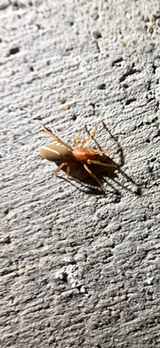 Woodlouse Spider