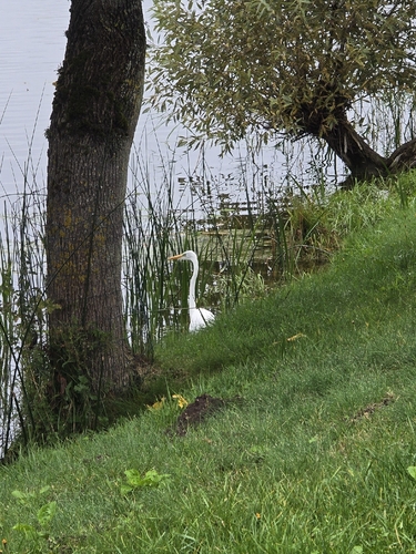 Great Egret