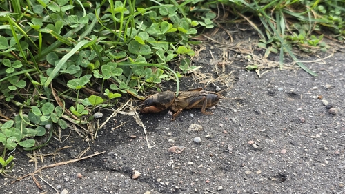 European Mole Cricket