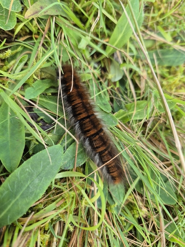 Fox Moth