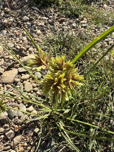 tall flatsedge