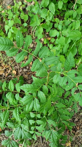 European ash