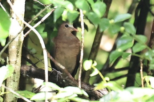 Asian Emerald Dove