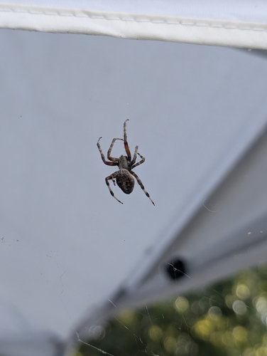 Spotted Orbweaver