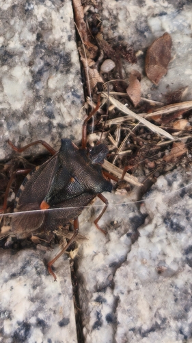Forest Bug