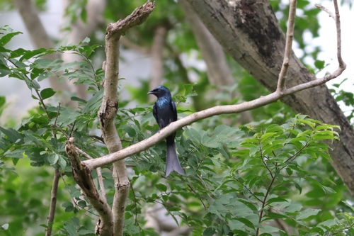 Bronzed Drongo