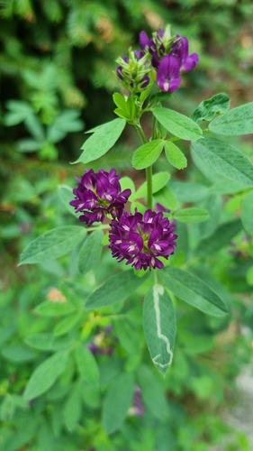 Alfalfa
