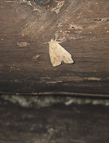 Angle-striped Sallow