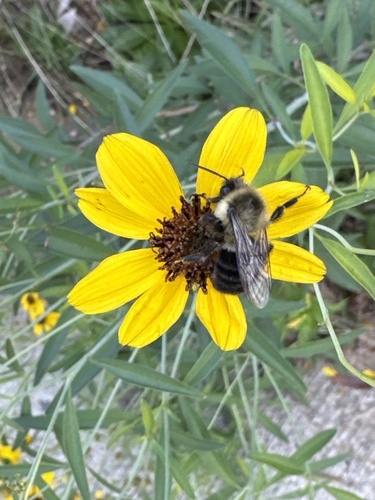 Common Eastern Bumble Bee