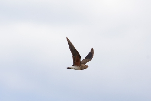 Oriental Pratincole