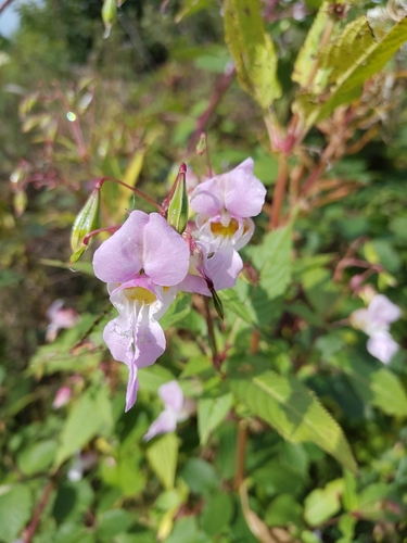 Himalayan balsam