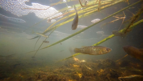 Southern Mummichog