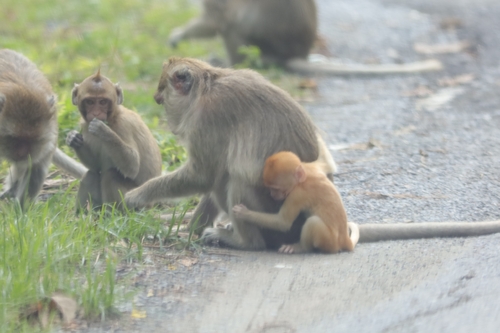 Long-tailed Macaque