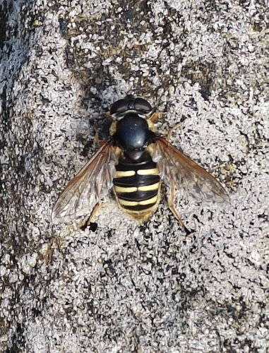 Yellow-barred Peat Hover Fly