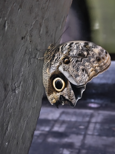 Dark Owl-Butterfly
