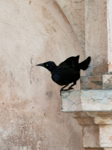 Greater Antillean Grackle