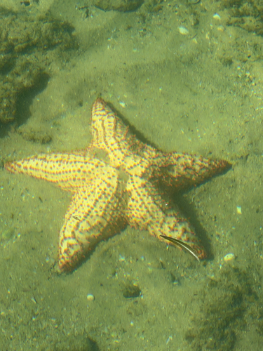 Red Cushion Sea Star