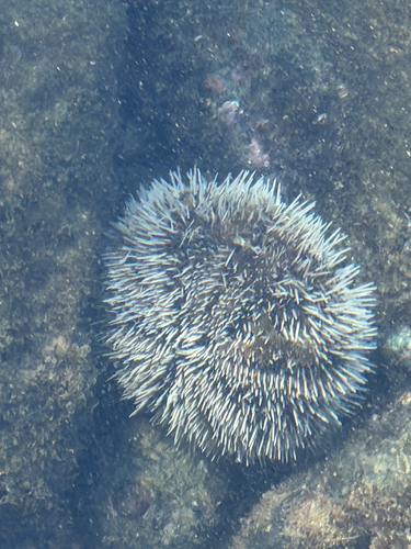 West Indian Sea Egg