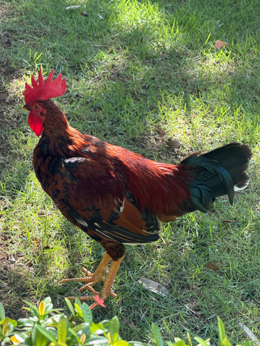 Domestic Chicken