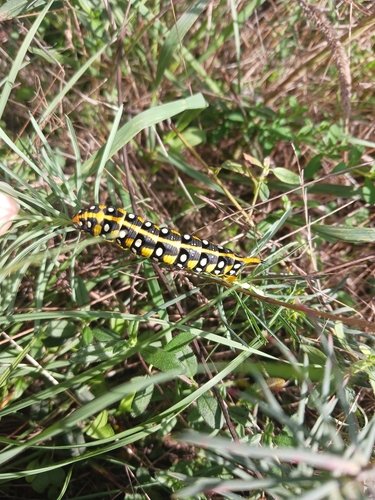 Leafy Spurge Hawkmoth