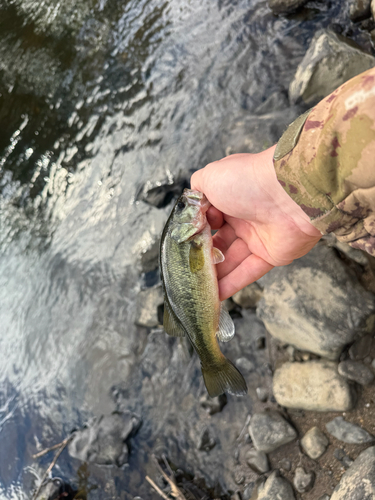 Largemouth Bass