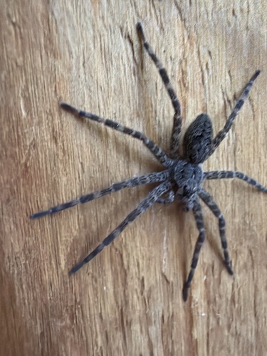 Dark Fishing Spider