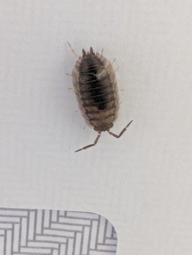 Common Rough Woodlouse