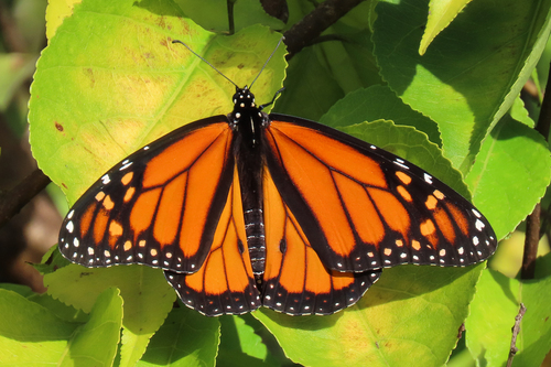 Monarch