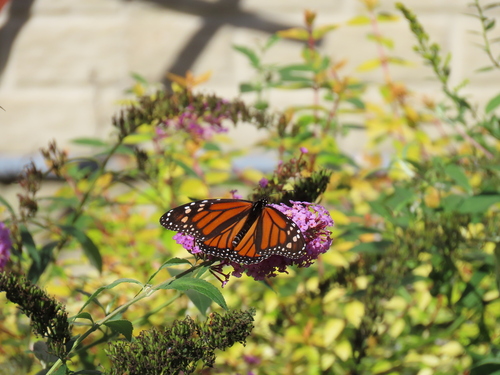 Monarch
