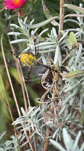 Banded Garden Spider