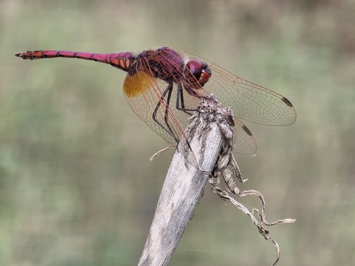 Violet Dropwing