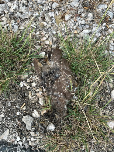 Little Owl