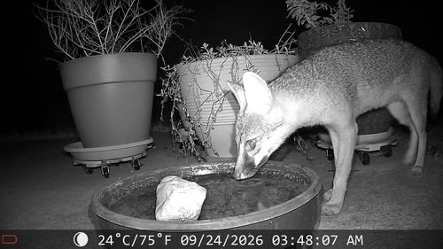 Gray Fox