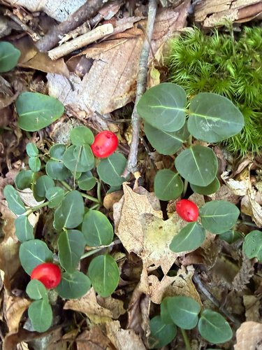 partridgeberry