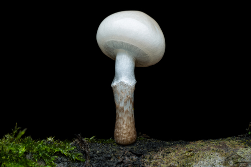 porcelain mushroom