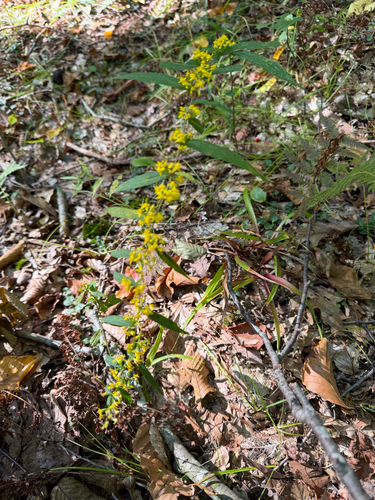 bluestem goldenrod