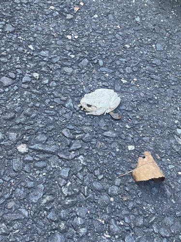Gray Treefrog